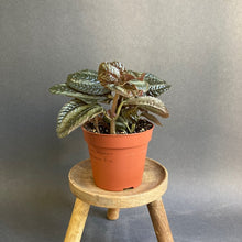 Kép betöltése a galériamegjelenítőbe: Pilea involucrata &#39;Norfolk&#39; - Friendship plant - Tropical Home 
