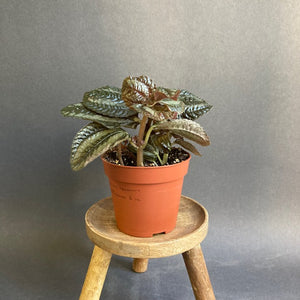 Pilea involucrata 'Norfolk' - Friendship plant - Tropical Home 