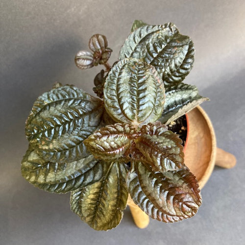 Pilea involucrata 'Norfolk' - Friendship plant - Tropical Home 