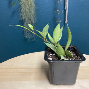 Hoya lacunosa mint - Tropical Home 