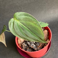 Kép betöltése a galériamegjelenítőbe: Philodendron hederaceum “Micans&quot; - Tropical Home 
