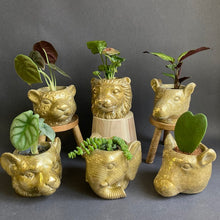 Kép betöltése a galériamegjelenítőbe: _Mini kaspó &quot;Jungle&quot; zebra - Tropical Home 
