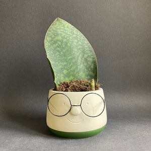 Sansevieria Masoniana Victoria - Anyósnyelv - Whale fin snake plant - Tropical Home 
