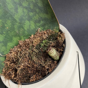 Sansevieria Masoniana Victoria - Anyósnyelv - Whale fin snake plant - Tropical Home 