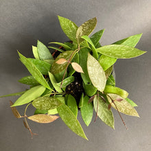 Kép betöltése a galériamegjelenítőbe: Hoya gracilis - Viaszvirág - Wax Flower - Tropical Home 
