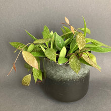 Kép betöltése a galériamegjelenítőbe: Hoya gracilis - Viaszvirág - Wax Flower - Tropical Home 
