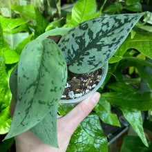 Kép betöltése a galériamegjelenítőbe: Scindapsus pictus &quot;Silver lady&quot; - Ezüstös szobafutóka - Tropical Home 

