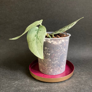 Scindapsus pictus "Silver lady" - Ezüstös szobafutóka - Tropical Home 