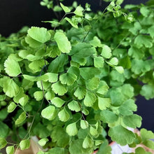 Kép betöltése a galériamegjelenítőbe: Adiantum raddianum "Fragrans" - Vénuszfodorka - Maidenhair Fern - Tropical Home 
