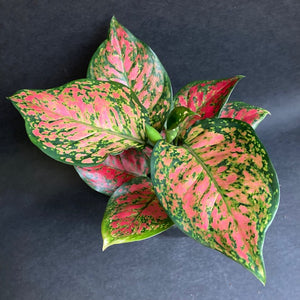 Aglaonema "Pink spots" - Rákvirág - Chinese Evergreen - Tropical Home 