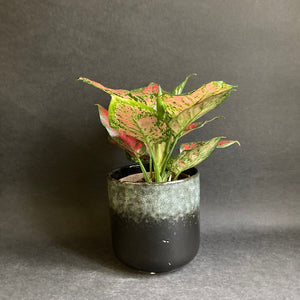 Aglaonema "Pink spots" - Rákvirág - Chinese Evergreen - Tropical Home 