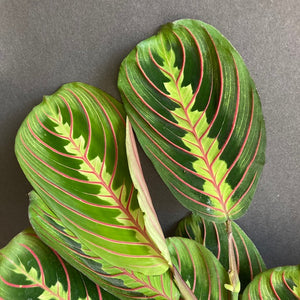 Maranta leuconeura Tricolor - Nyílgyökér - Prayer plant - Tropical Home 