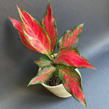 Kép betöltése a galériamegjelenítőbe: Aglaonema &quot;Cherry baby&quot; - Rákvirág - Chinese Evergreen - Tropical Home 
