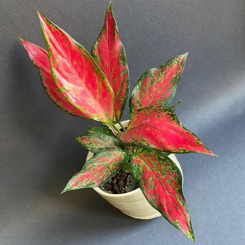 Aglaonema 