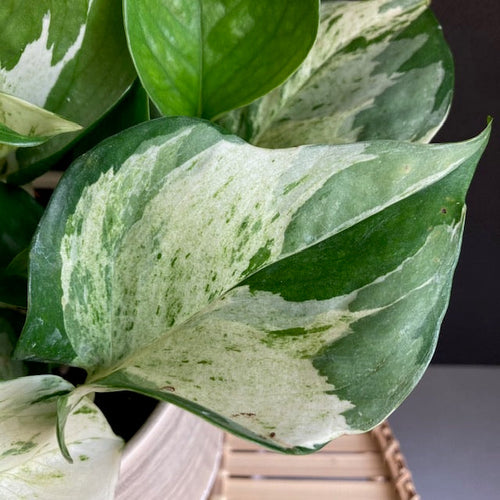 Epipremnum aureum 