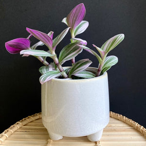 Tradescantia albiflora "Nanouk" - Pletyka "Nanouk" - Inch plant - Tropical Home 
