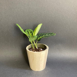 Maranta Lemon lime kicsi - Nyílgyökér - Prayer plant - Tropical Home 