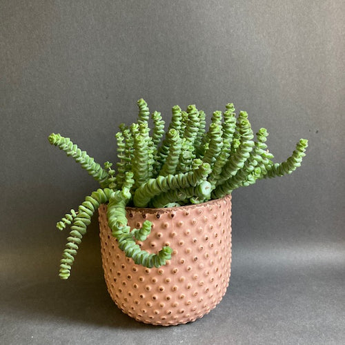 Crassula marnieriana 