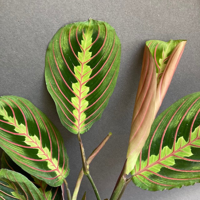 DECOALIVE - Planta Maranta Leuconeura Tricolor (Planta De La Oración) Natural, Maceta 12 Cm, Aprox. 30 Cm De Altura