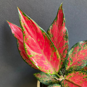 Aglaonema "Cherry baby" - Rákvirág - Chinese Evergreen - Tropical Home 