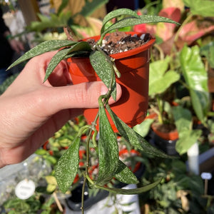 Hoya parviflora splash - Tropical Home 