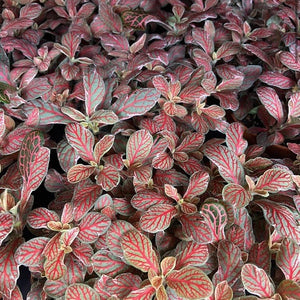 Fittonia "Grey sensation" - Hálóslevél - Nerve plant - Tropical Home 