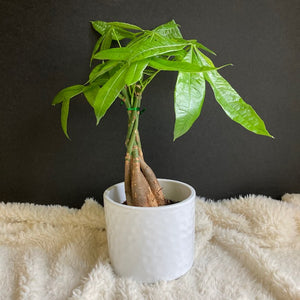 Pachira aquatica - Vadkakaó - Money tree plant - Tropical Home 
